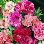 25 PCS Seeds Pink Camellia Impatiens