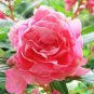 25 PCS Seeds Pink Camellia Impatiens