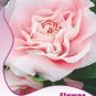 25 PCS Seeds Pink Camellia Impatiens