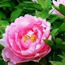 6 PCS Seeds Pink Chinese Luoyang Peony Mudan 6 PCS Seeds Pink Chinese Luoyang Peony Mudan