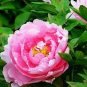 6 PCS Seeds Pink Chinese Luoyang Peony Mudan