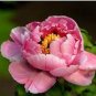 6 PCS Seeds Pink Chinese Luoyang Peony Mudan