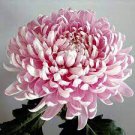 50 PCS Seeds Pink Chrysanthemum 50 PCS Seeds Pink Chrysanthemum