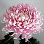 50 PCS Seeds Pink Chrysanthemum