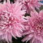 50 PCS Seeds Pink Chrysanthemum