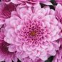 50 PCS Seeds Pink Chrysanthemum