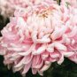 50 PCS Seeds Pink Chrysanthemum