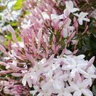 100 PCS Seeds Pink Climbing Jasmine Plant Flower
