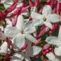 100 PCS Seeds Pink Climbing Jasmine Plant Flower