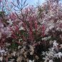 100 PCS Seeds Pink Climbing Jasmine Plant Flower