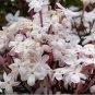 100 PCS Seeds Pink Climbing Jasmine Plant Flower