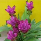 200 PCS Seeds Pink Curcuma Bonsia Flower 200 PCS Seeds Pink Curcuma Bonsia Flower