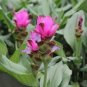 200 PCS Seeds Pink Curcuma Bonsia Flower