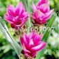200 PCS Seeds Pink Curcuma Bonsia Flower