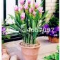 200 PCS Seeds Pink Curcuma Bonsia Flower