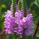 30 PCS Seeds Pink False Dragonhead Flower Perennial