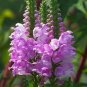 30 PCS Seeds Pink False Dragonhead Flower Perennial