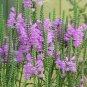 30 PCS Seeds Pink False Dragonhead Flower Perennial