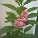 20 PCS Seeds Pink Garden Balsam Perennal Impatiens Flower 20 PCS Seeds Pink Garden Balsam Perennal Impatiens Flower