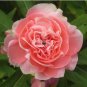 20 PCS Seeds Pink Garden Balsam Perennal Impatiens Flower