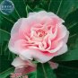 20 PCS Seeds Pink Garden Balsam Perennal Impatiens Flower