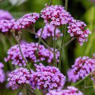 50 PCS Seeds Pink Garden Verbena Perennial Herb Flower 50 PCS Seeds Pink Garden Verbena Perennial Herb Flower