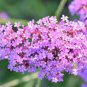 50 PCS Seeds Pink Garden Verbena Perennial Herb Flower