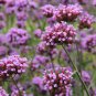 50 PCS Seeds Pink Garden Verbena Perennial Herb Flower