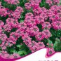 50 PCS Seeds Pink Garden Verbena Perennial Herb Flower