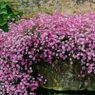400 PCS Seeds Pink Gypsophila Paniculata Seeds Baby's Breath Graceful Flowers