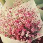 400 PCS Seeds Pink Gypsophila Paniculata Seeds Baby's Breath Graceful Flowers