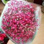 400 PCS Seeds Pink Gypsophila Paniculata Seeds Baby's Breath Graceful Flowers