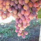 100 PCS Seeds Pink Hongti Grape Organic 100 PCS Seeds Pink Hongti Grape Organic