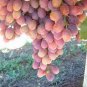 100 PCS Seeds Pink Hongti Grape Organic