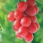 100 PCS Seeds Pink Hongti Grape Organic