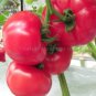 100 PCS Seeds Pink King Tomato