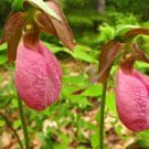 100 PCS Seeds Pink Lady's Slipper Moccasin Flower (Cypripedium acaule) Orchid