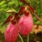 100 PCS Seeds Pink Lady's Slipper Moccasin Flower (Cypripedium acaule) Orchid