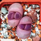 100 PCS Seeds Pink Lithops 100 PCS Seeds Pink Lithops