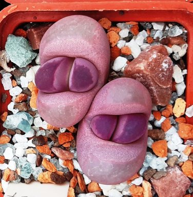100 PCS Seeds Pink Lithops