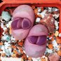 100 PCS Seeds Pink Lithops