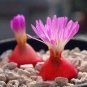 100 PCS Seeds Pink Lithops