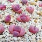 100 PCS Seeds Pink Lithops