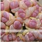 100 PCS Seeds Pink Lithops