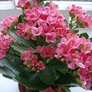 100 PCS Seeds Pink Longevity Flower