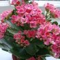 100 PCS Seeds Pink Longevity Flower