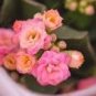 100 PCS Seeds Pink Longevity Flower
