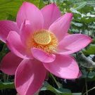 1 PCS Seeds Pink Lotus Flower 1 PCS Seeds Pink Lotus Flower