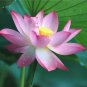 1 PCS Seeds Pink Lotus Flower