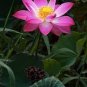 1 PCS Seeds Pink Lotus Flower